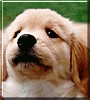 Darcy