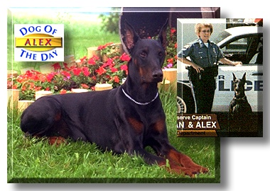 Alex, the Dog of the Day