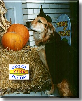 Xena, the Dog of the Day