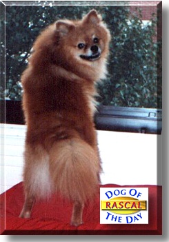 Rascal, the Dog of the Day