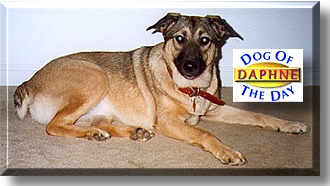 Daphne, the Dog of the Day