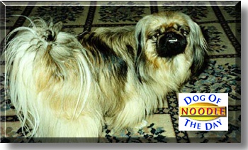 Noodle, the Dog of the Day