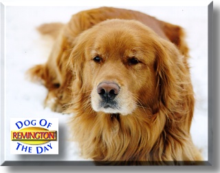 Remington, the Dog of the Day