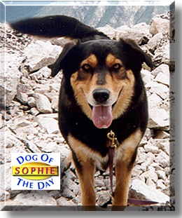 Sophie, the Dog of the Day