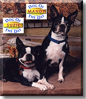 Suzie, Mandy, the Dog of the Day