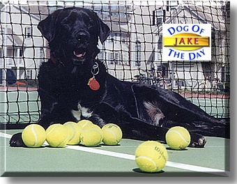 Jake, the Dog of the Day