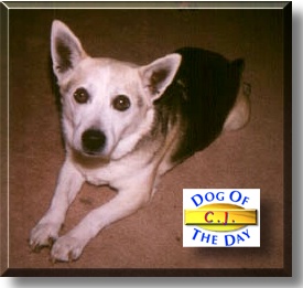 CJ, the Dog of the Day