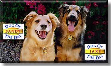 Sandy and Jake, the Dog of the Day