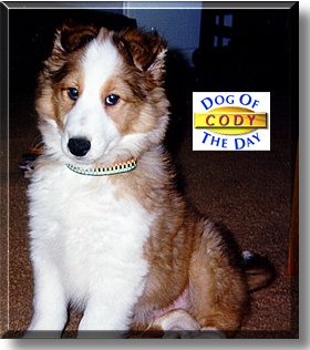 Cody, the Dog of the Day