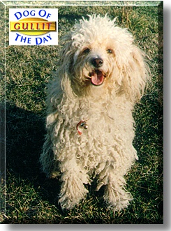 Gullit, the Dog of the Day