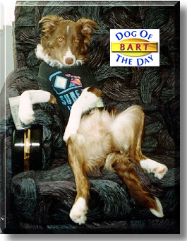 Bart, the Dog of the Day