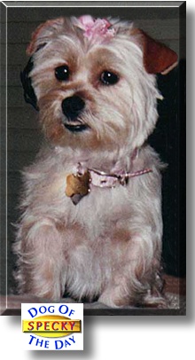 Specky, the Dog of the Day