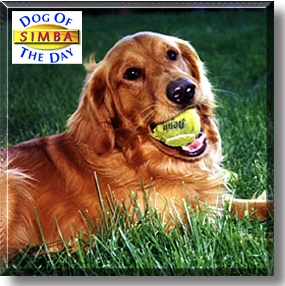 Simba, the Dog of the Day