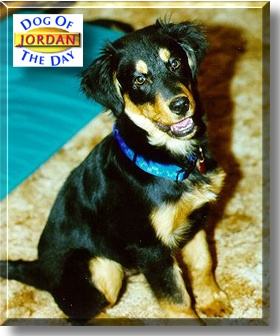 Jordan, the Dog of the Day