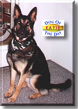 Katie, the Dog of the Day