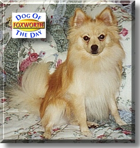 Foxworth, the Dog of the Day