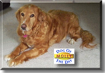 Molly, the Dog of the Day