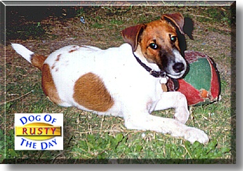 Rusty, the Dog of the Day