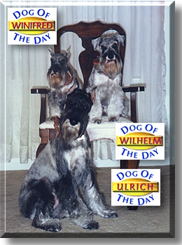 Winifred, Wilhelm, Ulrich, the Dog of the Day