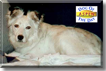 Aspen, the Dog of the Day
