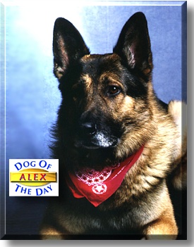 Alex, the Dog of the Day