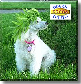 Cocoa, the Dog of the Day