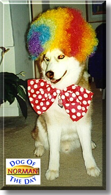 Norman, the Dog of the Day
