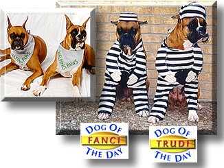 Fanci and Trudi, the Dogs of the Day