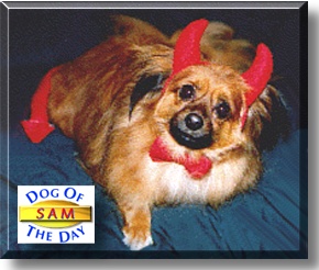 Sam, the Dog of the Day