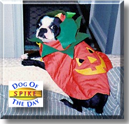 Spike, the Dog of the Day