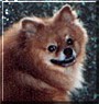 Rascal