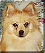 Foxworth