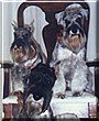Winifred, Wilhelm, Ulrich