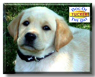 Tucker, the Dog of the Day
