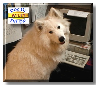 Wiley, the Dog of the Day