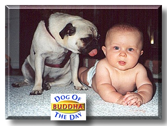 Buddha, the Dog of the Day
