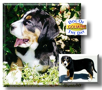 Goliath, the Dog of the Day