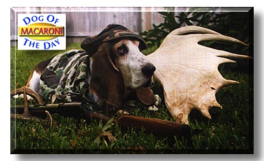 Macaroni, the Dog of the Day