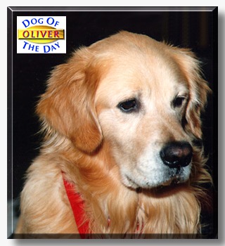 Oliver, the Dog of the Day