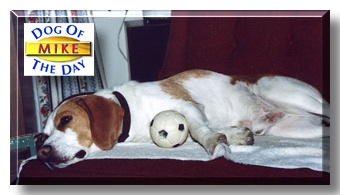 Mike, the Dog of the Day