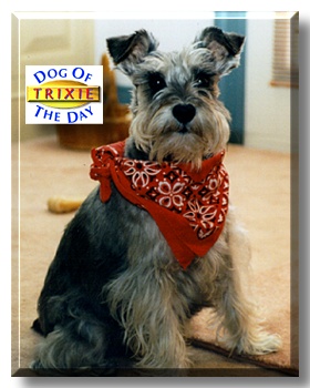 Trixie, the Dog of the Day