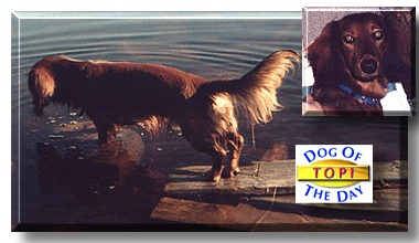 Topi, the Dog of the Day