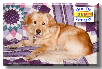 Demi, the Dog of the Day