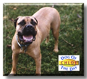 Chloe, the Dog of the Day