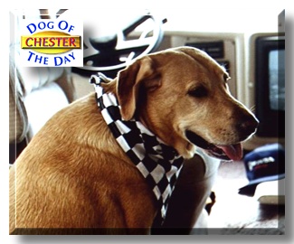 Chester, the Dog of the Day