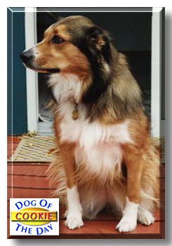 Cookie, the Dog of the Day