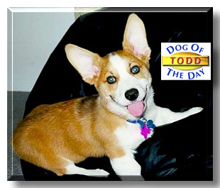Todd, the Dog of the Day