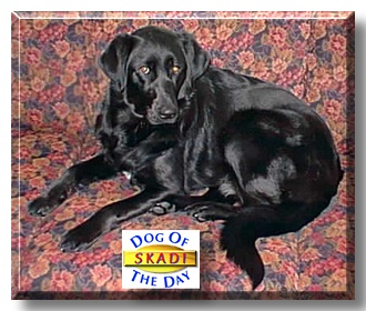 Skadi, the Dog of the Day