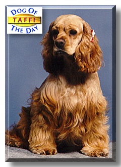 Taffi, the Dog of the Day