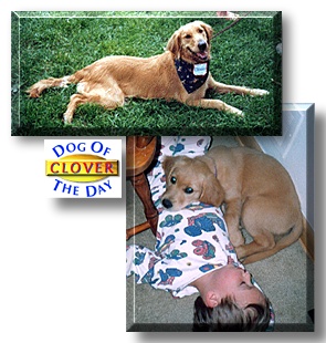 Clover, the Dog of the Day